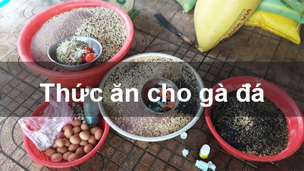 https://buycialisonlinenorx.us.com/im/storage/an-uong/che-do-an-cua-ga-choi-2.jpg