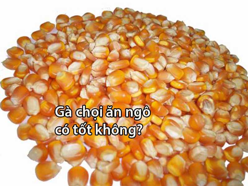 https://buycialisonlinenorx.us.com/im/storage/an-uong/cho-ga-choi-an-ngo-1.jpg