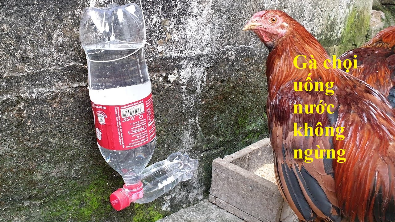 https://buycialisonlinenorx.us.com/im/storage/an-uong/chua-benh-ga-uong-nhieu-nuoc-1.jpg