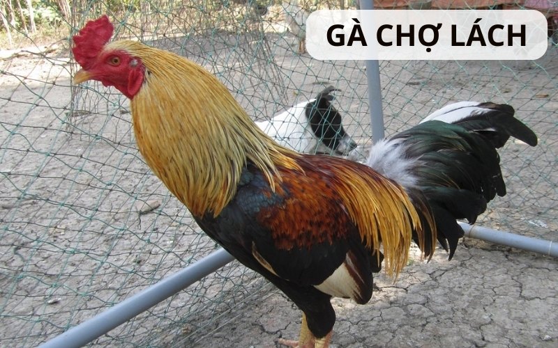 https://buycialisonlinenorx.us.com/im/storage/cac-giong-ga/ga-cho-lach-1.jpg