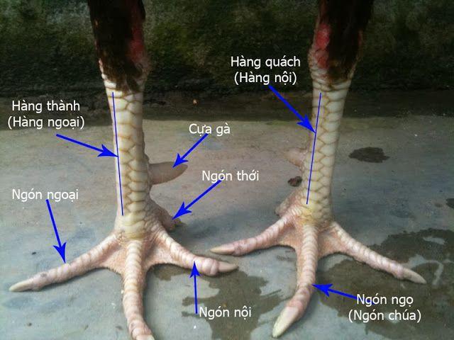 https://buycialisonlinenorx.us.com/im/storage/kinh-nghiem/cach-xem-vay-ga-da-2.jpg