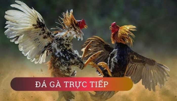 https://buycialisonlinenorx.us.com/im/storage/truc-tiep-da-ga/xem-keo-da-ga-truc-tiep-o-dau-1.jpg
